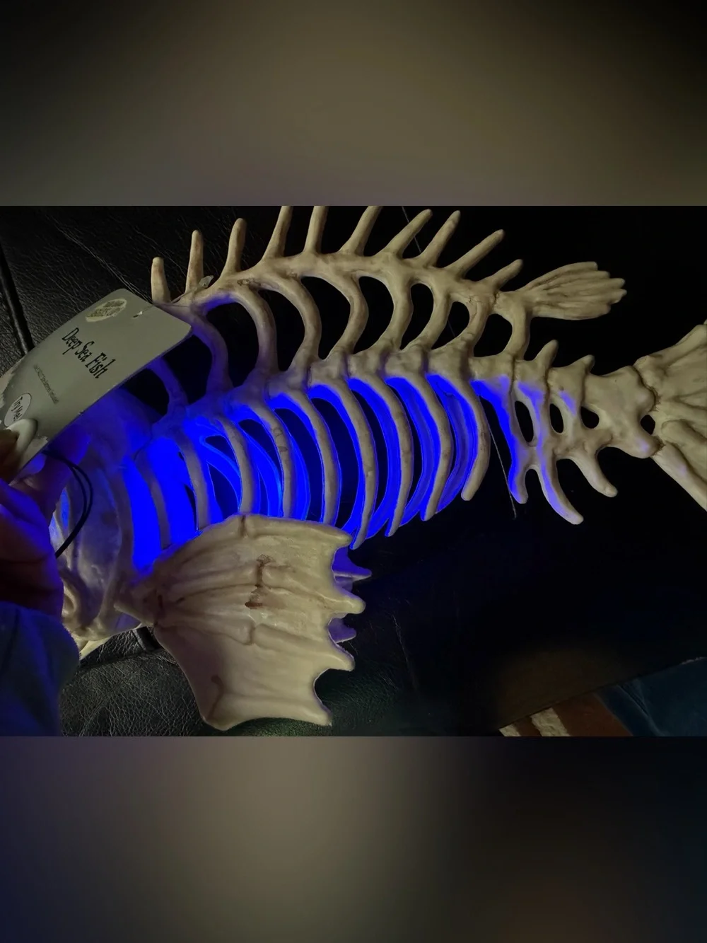 NWT Cream Fish Skeleton Décor